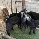 جفار منادي 4 - 5 شهور