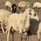 خروف صنف حري