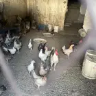 دجاج بلدي وفيومي المنيوم