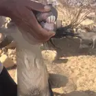فحل لون الصيد إنتاجه طيب