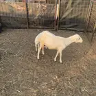 للبيع نعجه رفيدية تحتها طلي