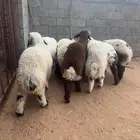 للبيع انعيم طيبة