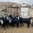 معزا عوارض ( مراح واحد )