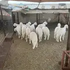 أبو ذيب للذبائح ( يتوفر خدمه تمارا) يتوفر ذبح وتوصيل مجاني