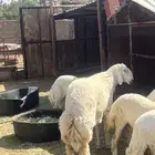 طلي كفو مشروط