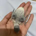 فروخ روز   16 يوم تقريبا