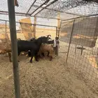 ذبايح طليان حري و تيوس يوجد سلخ وتغليف وتو صيل