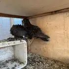 للبيع حمام زينه
