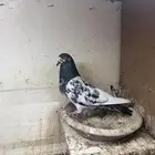 حمام باكستاني