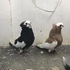 كمورنر طيور