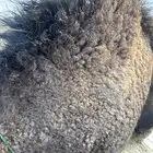 لباني شرط والطعم تحدي عمره (6) والثمن 650ريال وزن الثمن 13ك