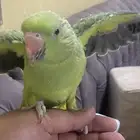 ببغاء دره صغير