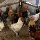 دياكه عدد 12 تفرد وجمله