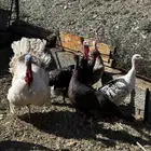 صوص رومي للبيع