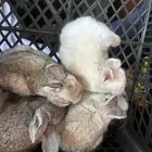 ارانب للبيع