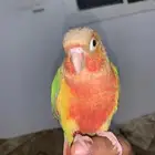 ببغاء انناس كنيور