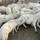 خرفان يمني طيبه