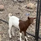 تيوس تعيش العمر شهرين