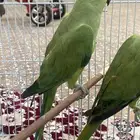 ببغاء دره