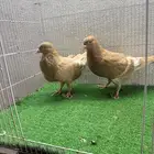 طبات شامي
