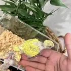 فروخ بادجي طيور الحب لهواة الغر وتدريب الهدد الخارجي