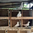 للبيع حمام سفاق