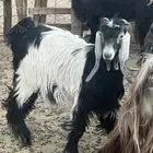 تيوس وطليان