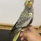 كروان فراشه اليف وهدد
