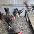 ديكه انتاج تحضين طبيعي للبيع