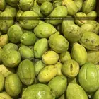 لوز سكندري
