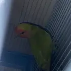 ذكر روز غير اليف