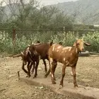 بهم لباني مندي.