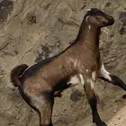 تيس صنف الصنف فل شحم كفوو