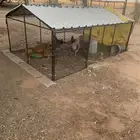 شبك دجاج