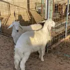 طليان للبيع