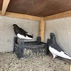جوز انجليزي قلابي