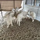خرفان حريه اعمارها 4-5 شهور