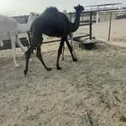 قعودين كفو في بيشه السوم 11000