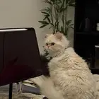 بيكي فيس مع الكيتن للتبني