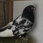 حمام للبيع