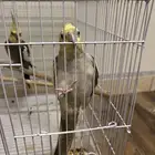 زوج كروان منتج نص ولافه
