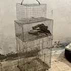 شبك ببغاء وشبوك دجاج وحمام للبيع بالعلا