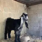 تيس شوط القريع