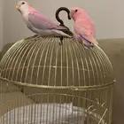 روز