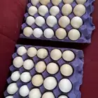 بيض مخصب للبيع