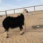 فحل نجدي جذع مشروط النسف