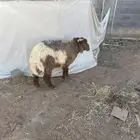 خروف نعيمي ونجدي ارخال وخروف