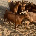 للبيع معزا دهم صنف مراح واحد
