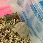 زوج هامستر للبيع