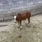 حسيل ذكر